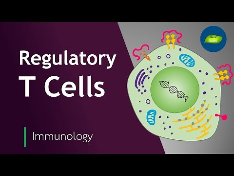 Roles of Regulatory T Cells | Immunology | Immune System | Basic Science Series