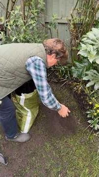 Four Steps to Lush Lawn