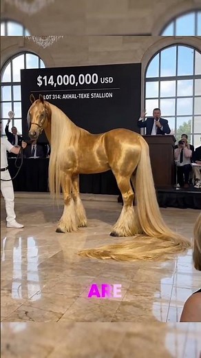 The $14 Million Dollar Stallion: Akhal-Teke Perfection 🐎🥇