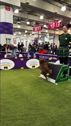 Flyball dogs are incredibly fast