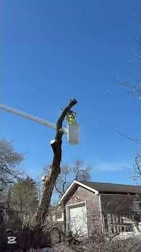 🌳 Manitoba Maple Removal + Silver Maple Pruning | Timmins Tree Service 🌳