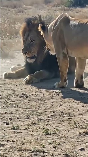 Lion scared Fron His wife just as, Men scares from their