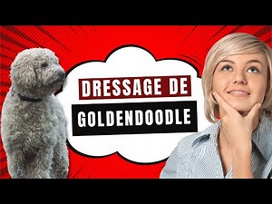 Comment Dresser Un Chiot Goldendoodle
