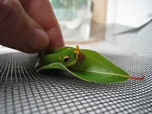 Spicebush Swallowtail Caterpillar Osmeterium Defense Mechanism