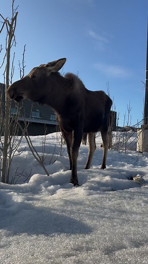 5.9K views · 390 reactions | Beautiful Female Moose Calves grazing on some saplings. I love to set my camera down in the direction I think the animals will travel to get some close up shots without putting my self in danger. It works most of the time. #moose #mooseontheloose #jcsolbergphotography #wildlife #outdoors #nature #alaskaphotography #alaskaphotographer #wildlifephotography #wildlifephotographer #SharingAlaska #alaskaproud #alaska #alaskalife | Alaskan Adventures And More | Facebook