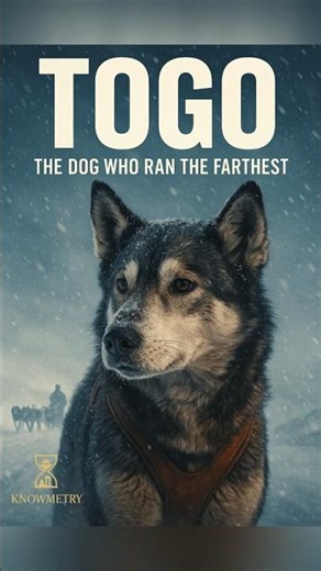 Togo: The Dog Who Ran the Farthest 🐕❄️ | True Story