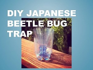 DIY -- Japanese Beetle Bug Trap
