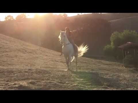 Bo Derek and Shania Twain Talk Horses