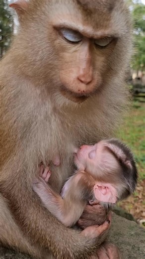 455K views · 11K reactions | Baby monkey peoper nursing so sweet | Monkey Care | Facebook