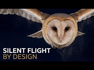 This Animal Flies in Silence — The Aerodynamics of Owl Stealth