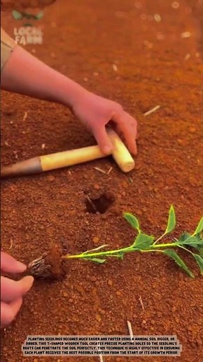 The Simplest Tool for Perfect Planting! 🌱 Manual Seedling Dibber