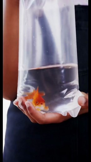 Incredible Goldfish Facts You Didn't Know