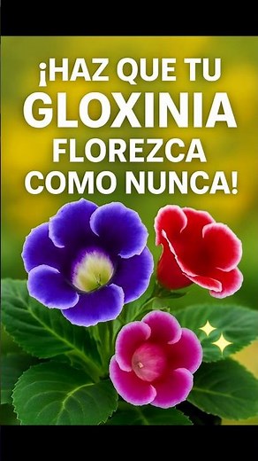Your Gloxinia needs more space! Learn how to repot it.