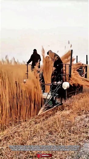 Powerful reed harvesting tool cuts and collects tall grass effortlessly across the fields