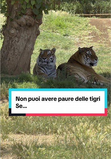 Tigre e Amore: L'Unione Improbabile