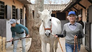 Women ranchers preparing white horse for ride. Senior woman leading horse out of stable, Asian woman carrying saddle.