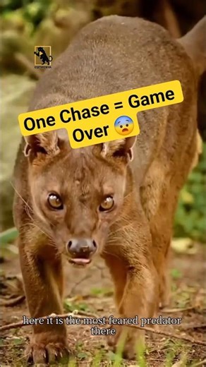 FOSSA: Madagascar’s Deadliest Predator… Lemurs Don’t Stand a Chance 😱