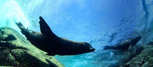 Seal Rescue Hospital | SEA LIFE Hunstanton Aquarium