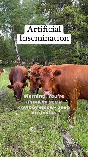 1.7K views · 15 reactions | Let’s talk about Artificial Insemination....