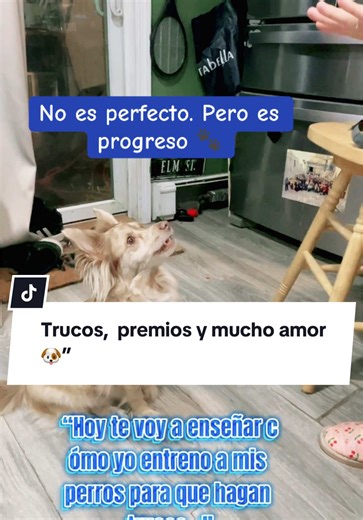 “¿Querés enseñarle trucos a tu perro? Acá te muestro cómo lo hago yo 🐾👇”#TrucosParaPerros #EntrenamientoCanino #PerrosTikTok #DogLovers #AdiestramientoPositivo #MiPerroMiVida #TipsDePerros #DogTrainingEnCasa