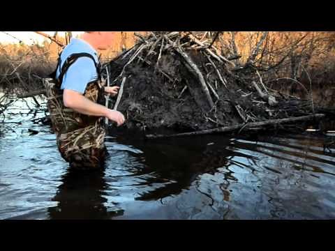 Beaver Trapping - Lodge Set
