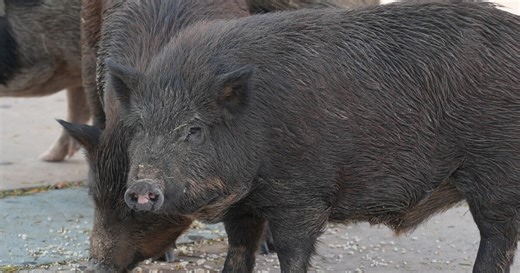 Feral pigs or ferry pigs? Here's all the dirt you need to know