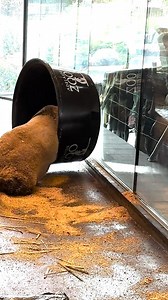 Yi Lan is living her best panda life with a bucket full of sawdust and zero worries. She’s playful, curious and absolutely loving her new home at Adelaide Zoo. In this video, you’ll see her tumbling, rolling and having the time of her life as she sniffs and explores every corner of her sawdust-filled bucket. Come meet Yi Lan and her handsome companion Xing Qiu in the Bamboo Forest. Every visit supports the conservation of Giant Pandas and the wild places they help protect. | Adelaide Zoo