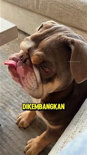 Anjing bulldog ini butuh subscribe kamu, biar gak sedih lagi! 🥹♥️