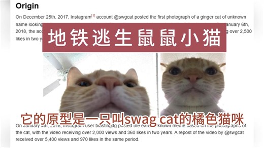 揭秘地铁逃生鼠鼠小猫表情包原型照片的由来和它的前世今生