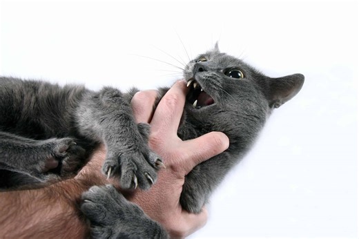 Understanding and Addressing Your Cat's Biting Behavior