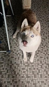 1 fish bone per hunter