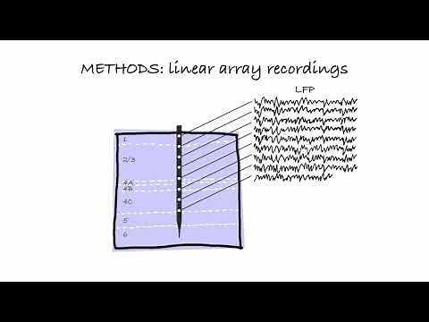 Distinct V1 Layers Process Local and Global Visual Context