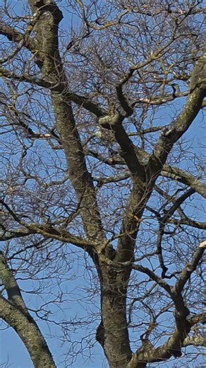 Very brief Red-Shouldered Hawk female sighting