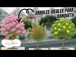WHAT TREE CAN YOU PLANT ON A SIDEWALK? PART 1