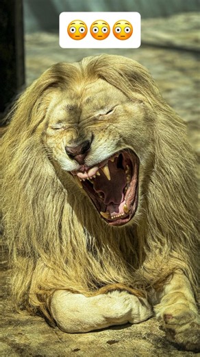 How Animals Look With Down Syndrome 🤯