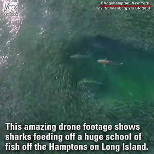 921K views · 6.5K shares | WATCH: Drone footage shows sharks breaking up a massive school of fish off the coast of New York. | Fox News | Facebook