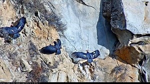 The family that suns together stays together! Watch the California Condors spread their wings in succession after the sun peeked through the clouds in Hutton's Bowl. Sunbathing may serve primarily to dry feathers prior to flight, but researchers suggest it may also aid in thermoregulation and reduction of feather deformations. Watch it LIVE at AllAboutBirds.org/Condors | Bird Cams