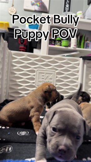 Watch Our Pocket Bully Puppies Grow Up!