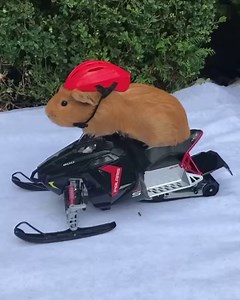 7.1K views · 72 reactions | Feel like this? Bikeman performance can help. Check out all of our snowmobile performance products at www.bikemanperformance.com | Bikeman Performance | Facebook