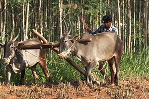 « Le Sol indien en révolution », sur Ushuaïa TV : la bouse et l’urine de vache au secours de la planète