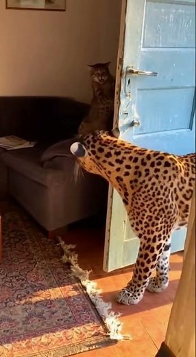 LEOPARD breaks into house — the brave CAT’s reaction stunned everyone!
