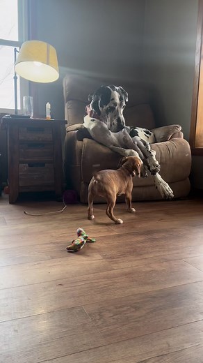 When it’s nap time but the puppies didn’t get the memo. #PuppyLife #SleepDogs #SillyDogs | Larry_the_great_dane