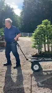 Legendary Metasequoia forest🙌🏼 - David Easterbrook Bonsai