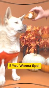 The limited-edition Barksgiving Box is stuffed with festive treats made fresh by pastry chefs using human-grade ingredients. (link in first comment) What’s inside? ✅ Turkey Drumstick Chew ✅ Mac & Cheese Pupcake Bite ✅ Pup-Kin Pie Slice ✅ Baked Potato Twinkie ✅ Happy Barksgiving Cookie ✅ Pumpkin Spice Plush Toy It’s our way of letting your dog celebrate with the rest of the family. ❤️ | The Dog Bakery