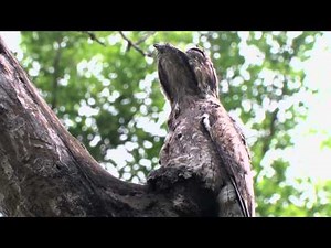 Potoos of Costa Rica