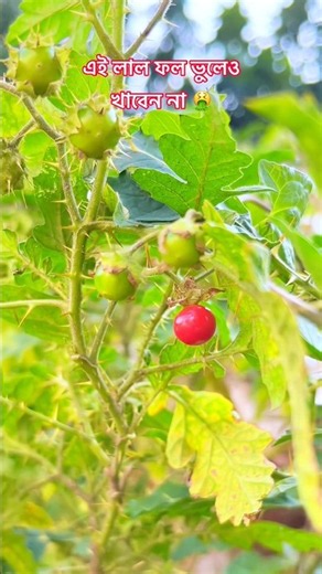 এই লাল ফল ভুলেও খাবেন না।🤮Don't forget to eat this red fruit.#shorts #shortsfeed #funny #trending