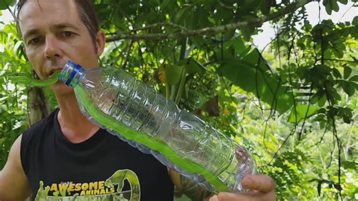 Learning why venomous snakes demand respect and caution