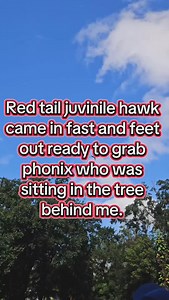 Day 2 flying at the new house! This was a great flight session thank for a fun time @_feathered_adventures_ #birds #macaws #parrots #freedom #birdsflying | Fids of Freedom