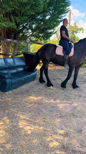 @horsevideotiktok ✨ Top viral horse moments 🐎 Credits: @atmlcarter I #horse #horses #horsevideo