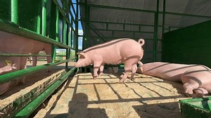 Pig Pig Breeding Farm Breeder Pig Stock Footage Video (100% Royalty-free) 3522771381 | Shutterstock
